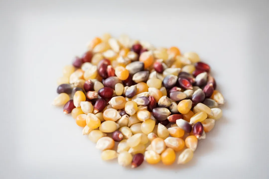 25lb. Bag of Rainbow Popcorn