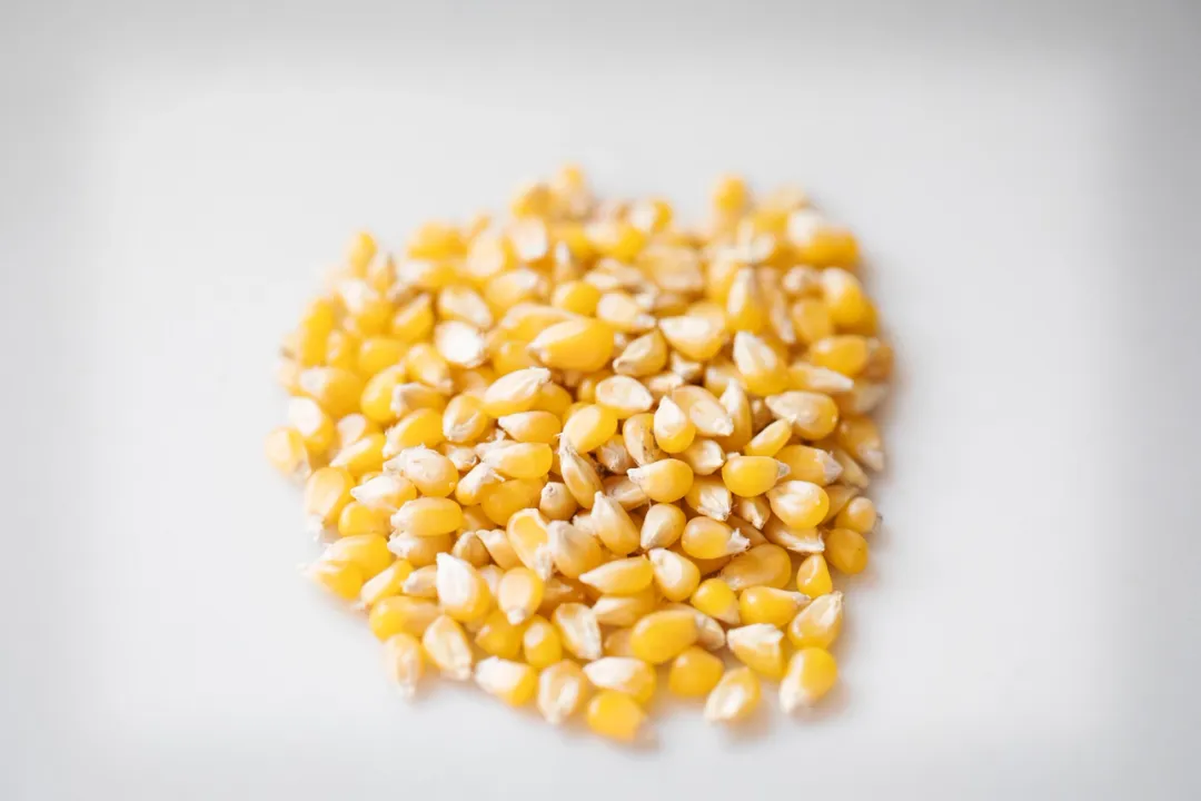 25lb. Bag of Ladyfinger Popcorn