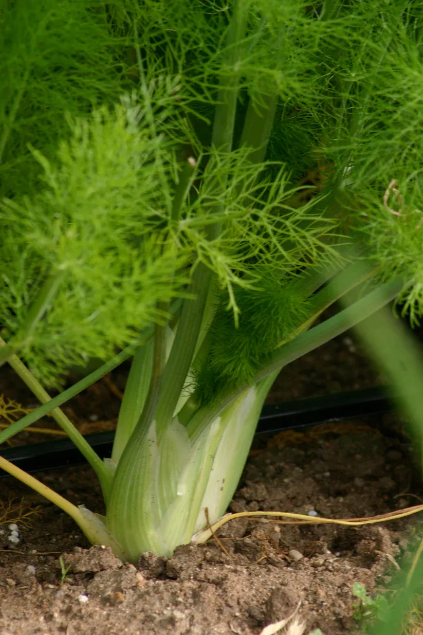 Citrus & Fennel Savory Salt