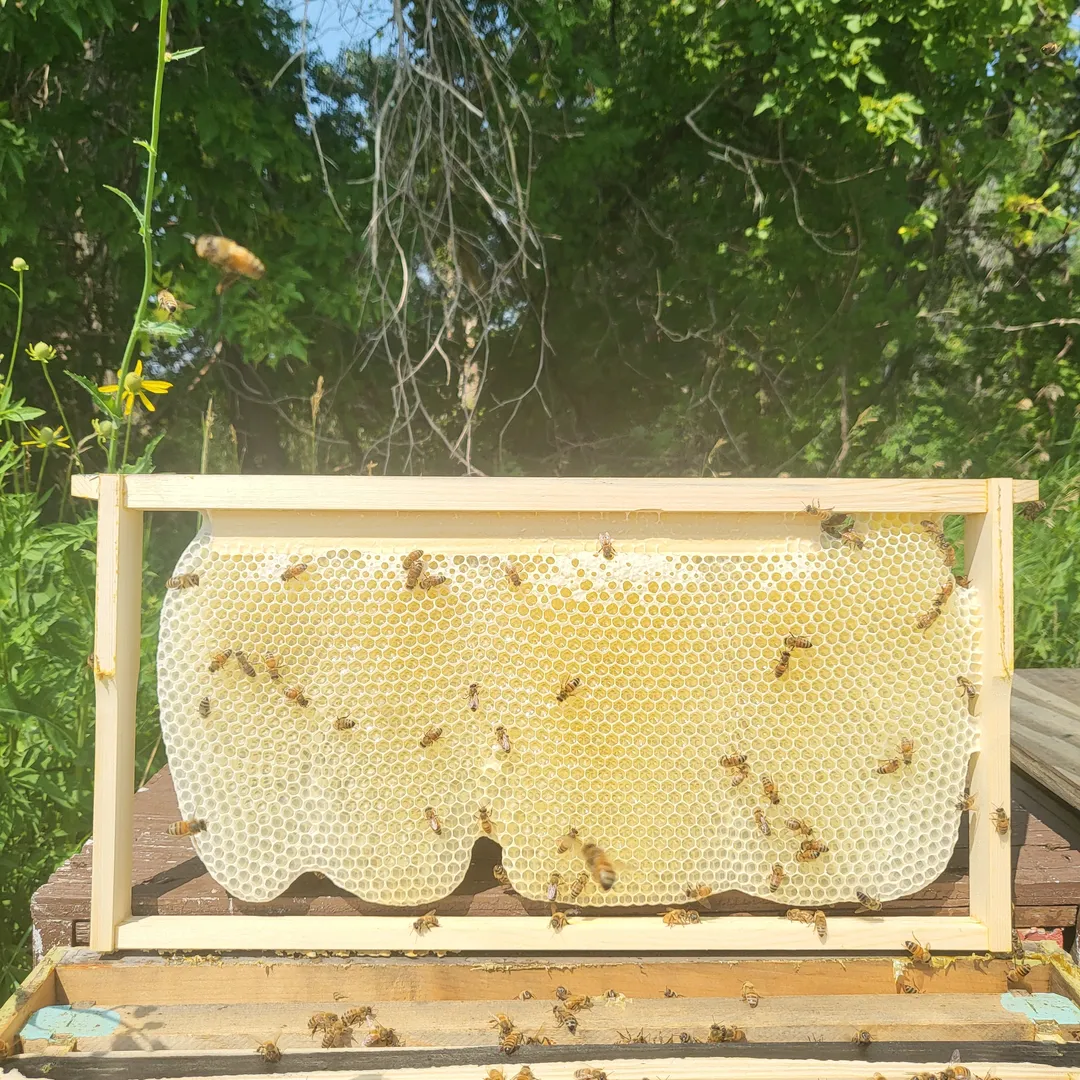 Honeycomb