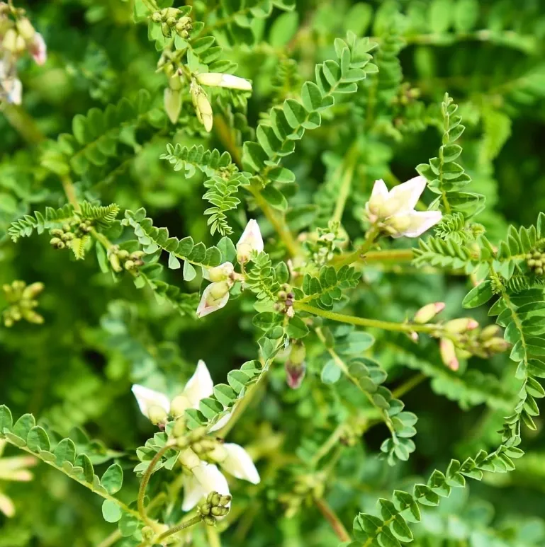 Absolute Astragalus Herbal Tea
