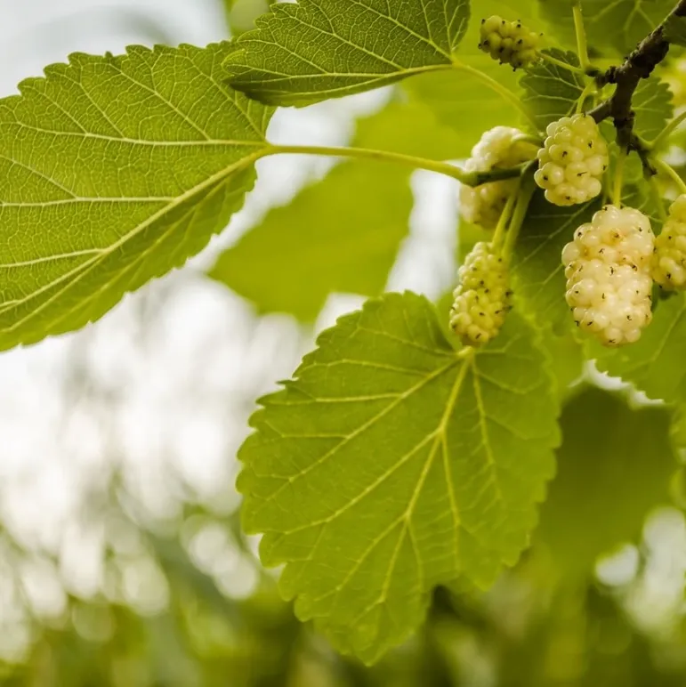 Absolute White Mulberry Leaf Herbal Tea