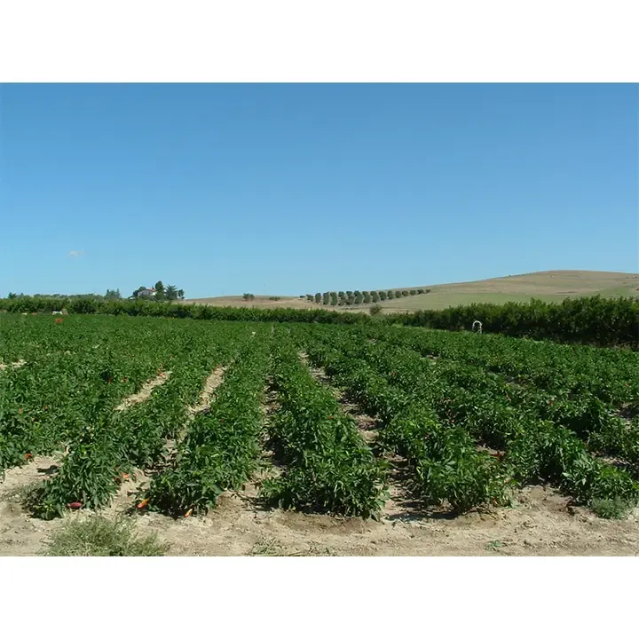 Mirogallo Diavolicchi Hot Peppers in EVOO 9.5oz