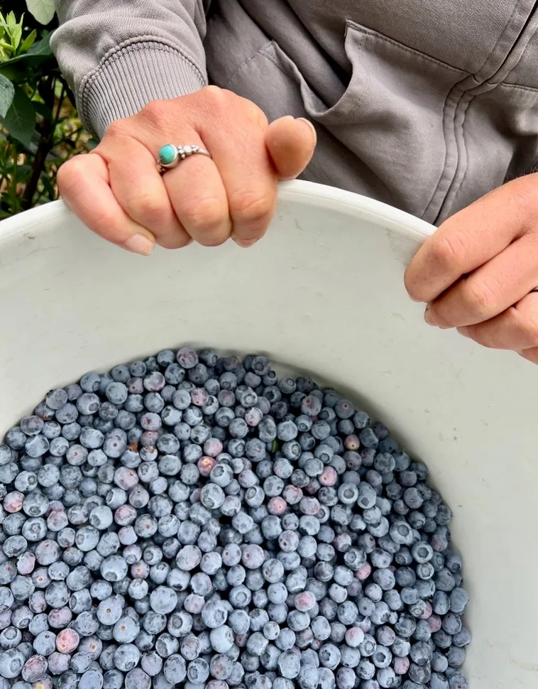 Organic Blueberry Jam