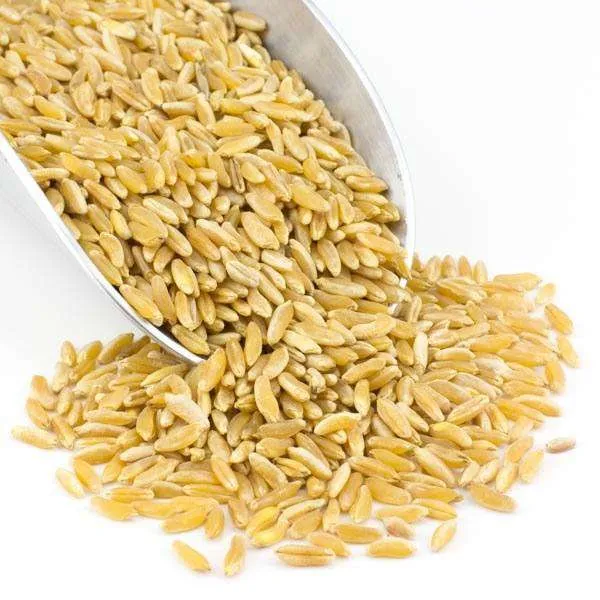 Kamut Grain, Organic variant