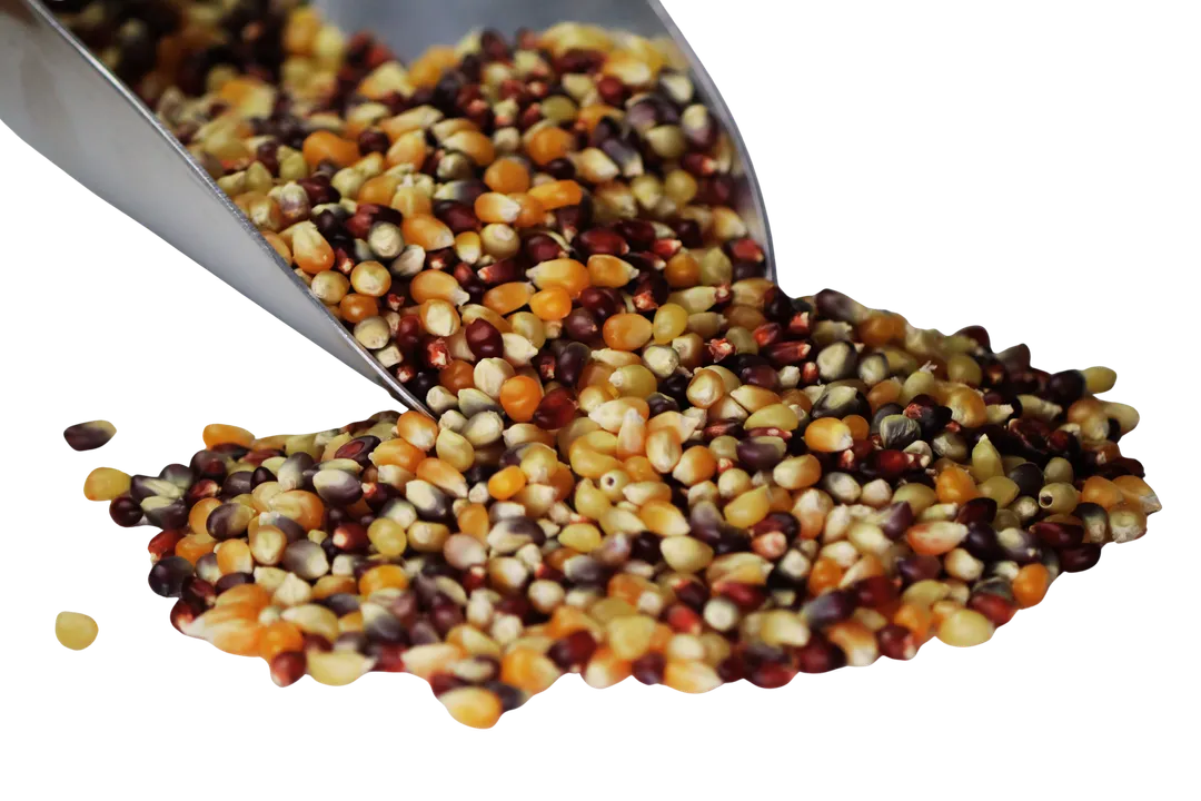Popcorn, Yellow, Organic variant
