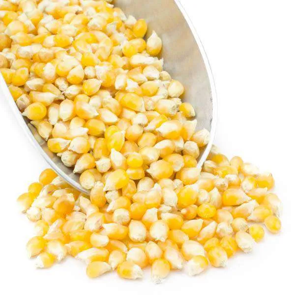Popcorn, Yellow, Organic variant