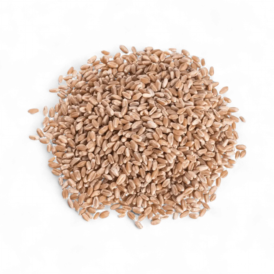 Wheat Berries, Hard Red, Spring Wheat