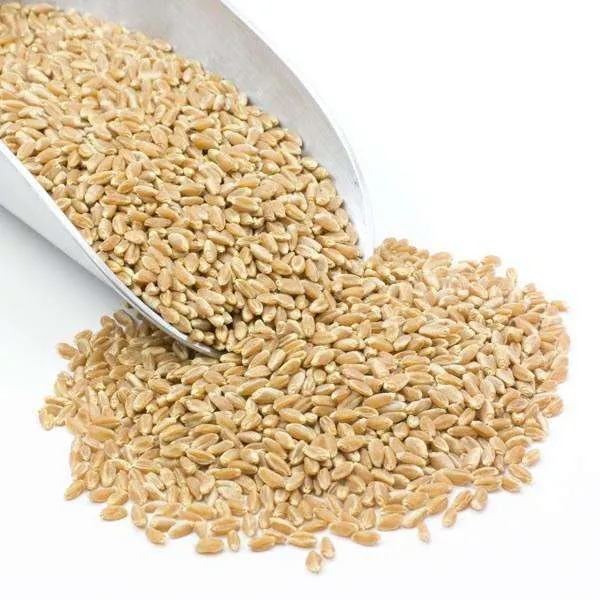 Wheat Berries, Prairie Gold (White), Certified Glyphosate Free variant