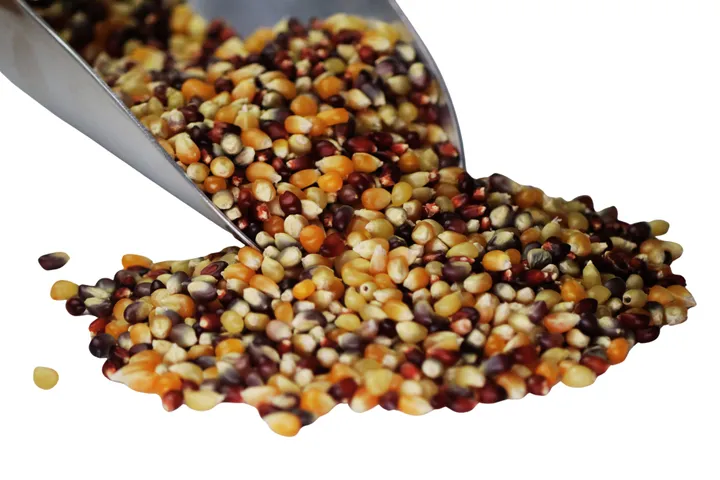 Popcorn, Multi-Color Organic
