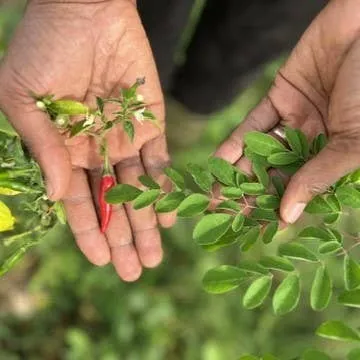 Ghanaian Cayenne Pepper