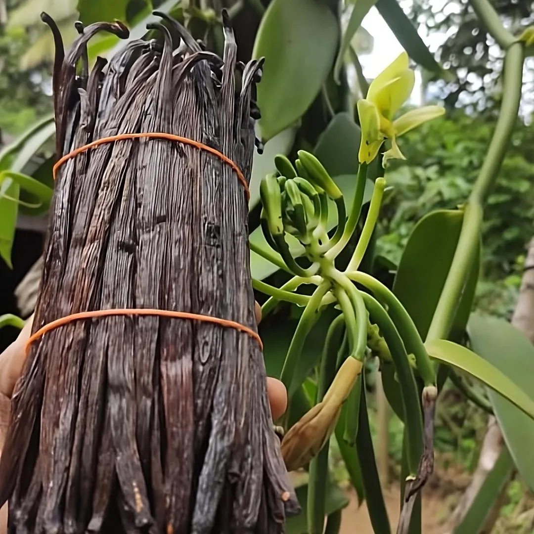 Gourmet Sri Lankan Vanilla