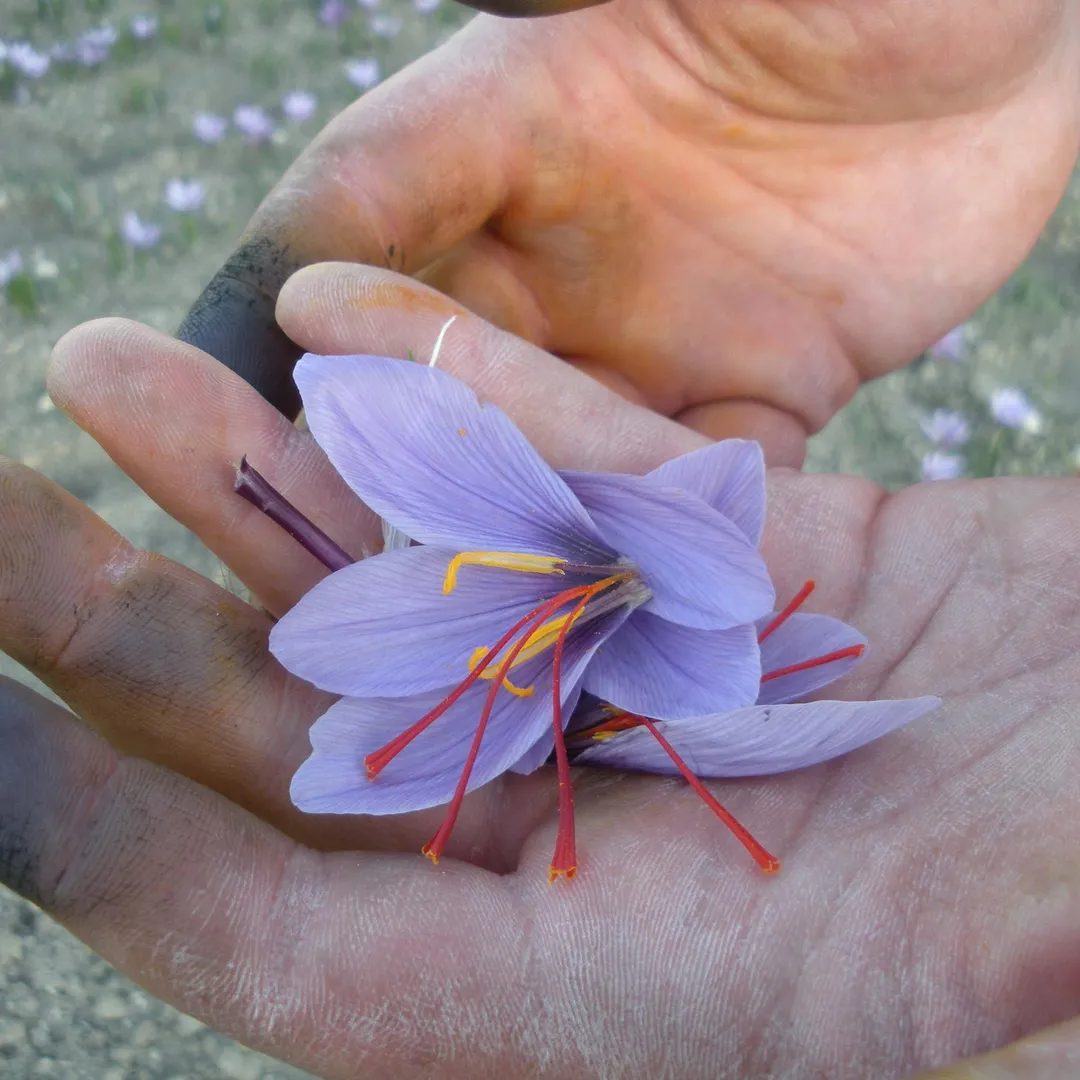 Greek Saffron