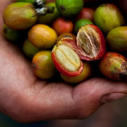 Black Crow Coffee - Whole Bean