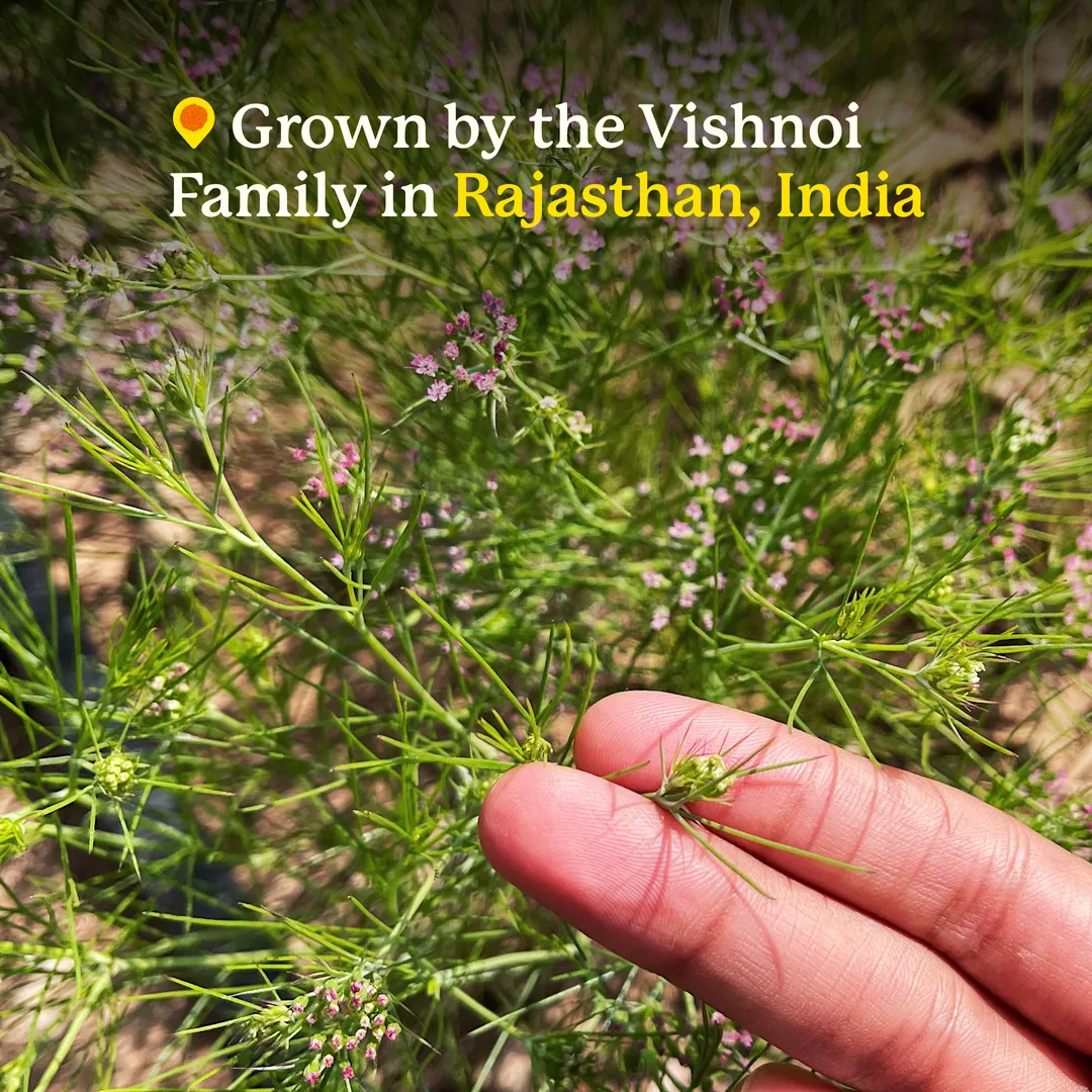 Jodhana Cumin (Whole Seeds) - Single-Origin Spice (45g Everyday Tin)