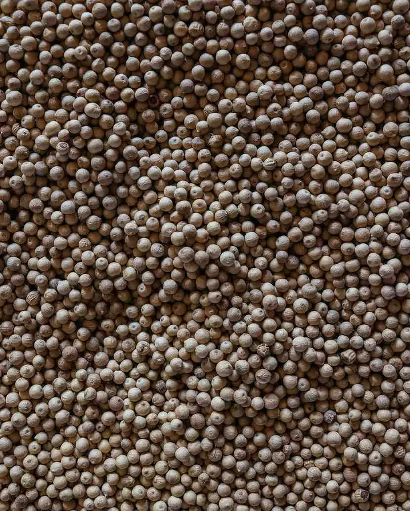 Aranya White Pepper (Whole) - Single-Origin Spice