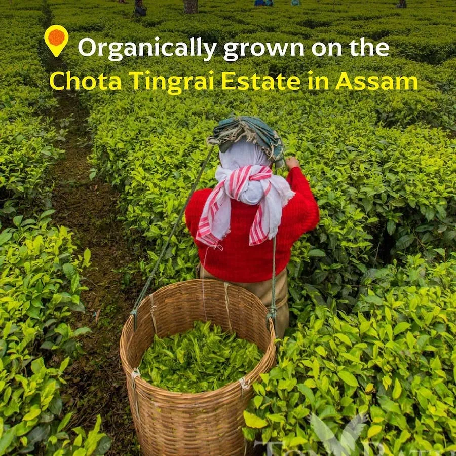 Chota Tingrai Black Tea - Single-Origin Spice (Base Tin - 33g)