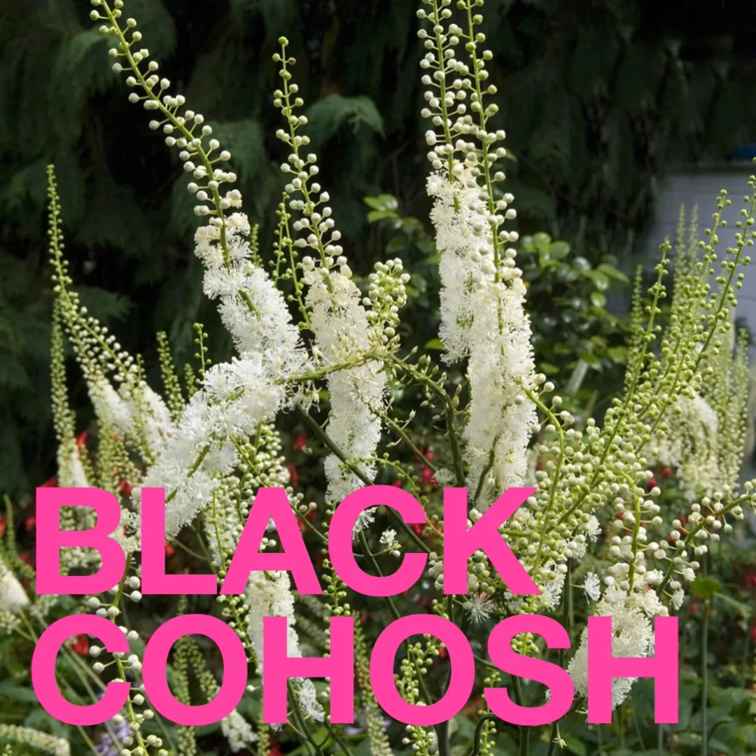 Menopausal Goddess – Functional Chocolate