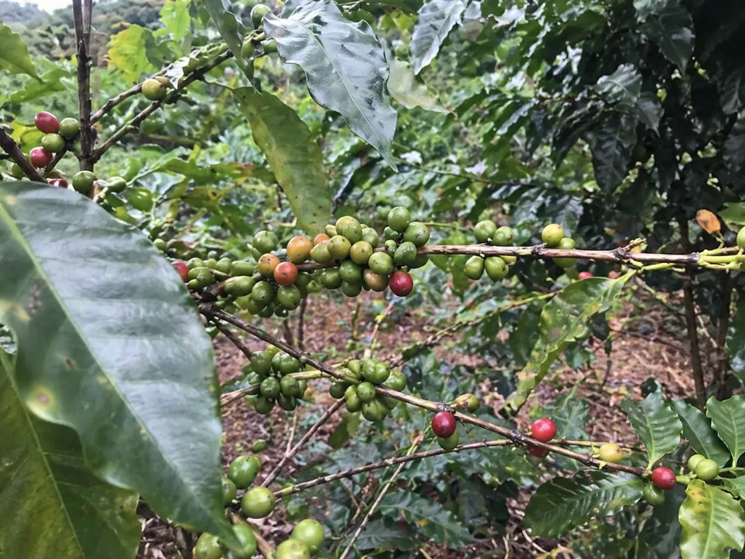 Mexico - Single Origin Specialty Grade