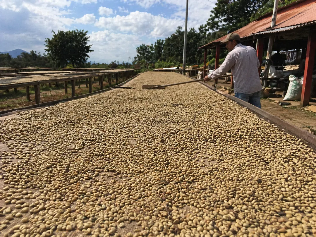 Mexico - Single Origin Specialty Grade