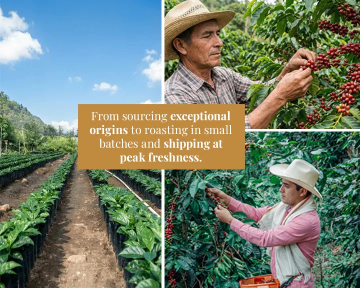 Sumatra - Single Origin Specialty Grade