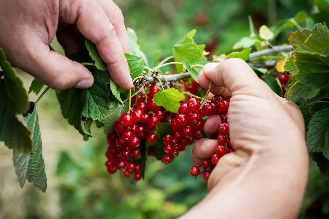 Staud's Lingonberry Fruit Compote