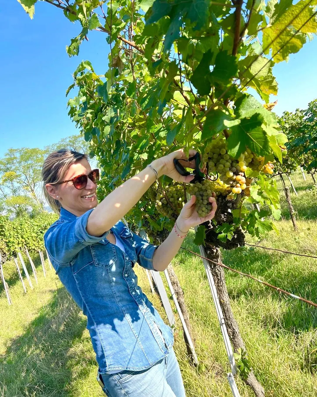 Groiß Organic Sauvignon Blanc Grape Juice