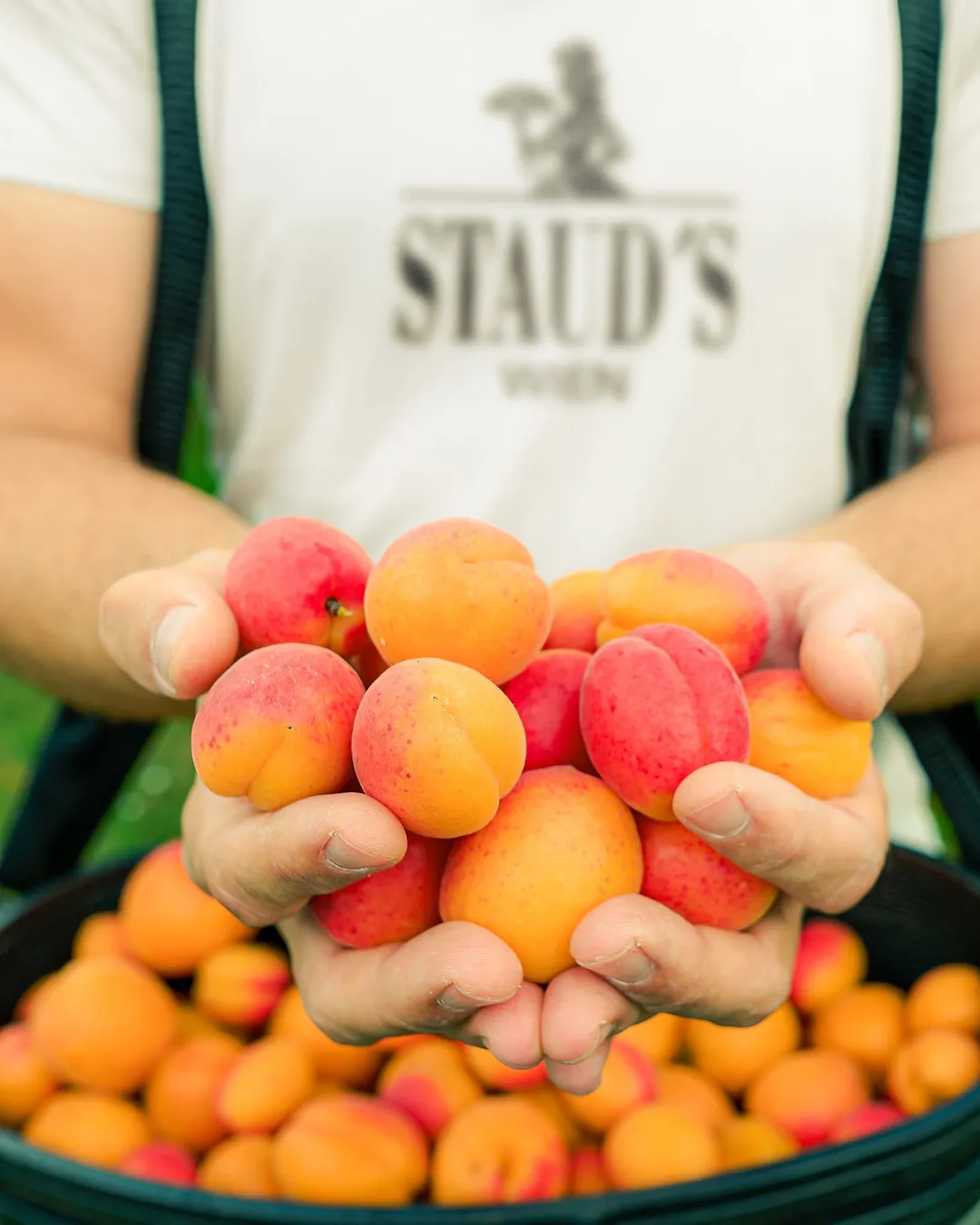 Staud's Apricot Preserves 330g