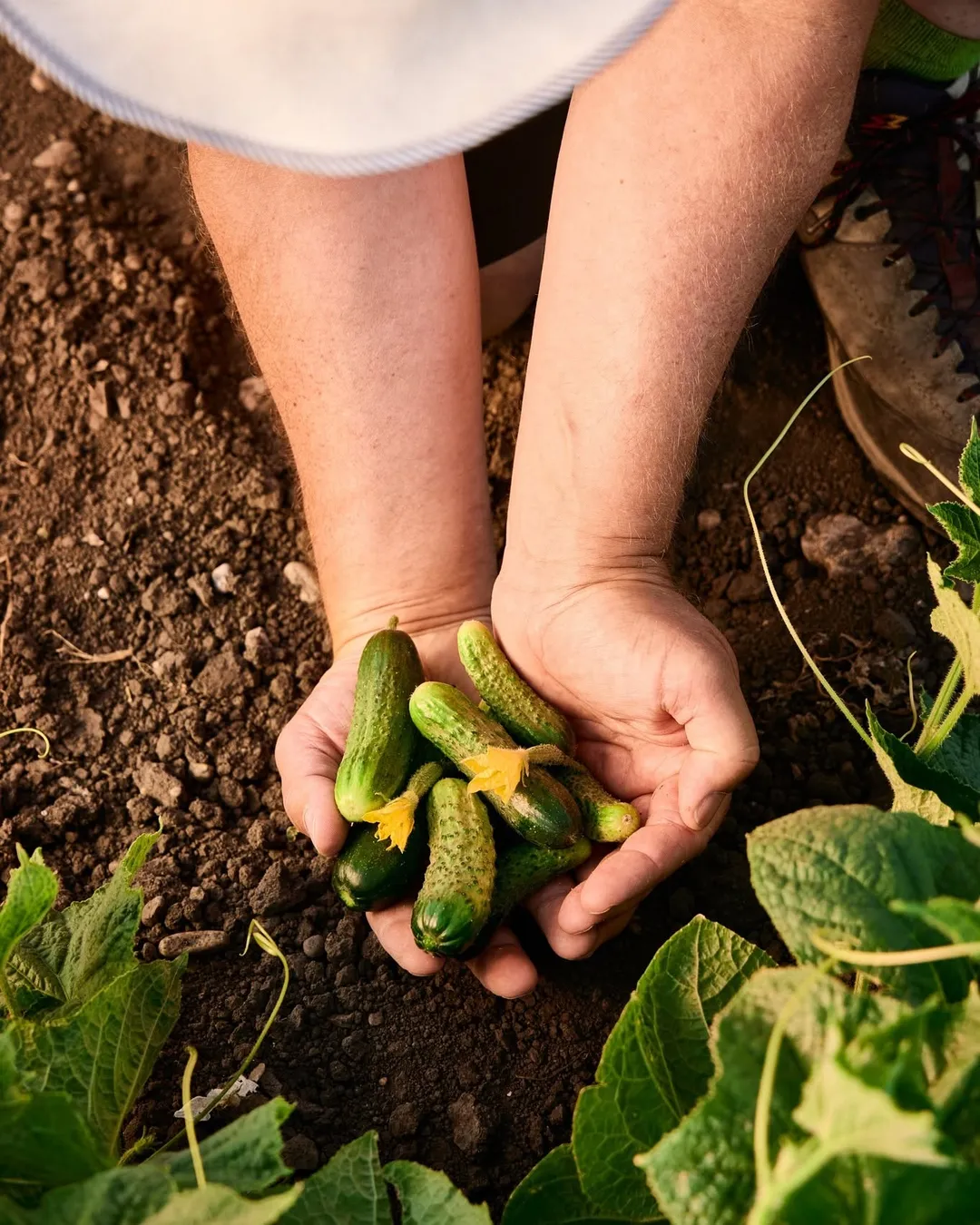 Staud's "Kleine" Gherkins