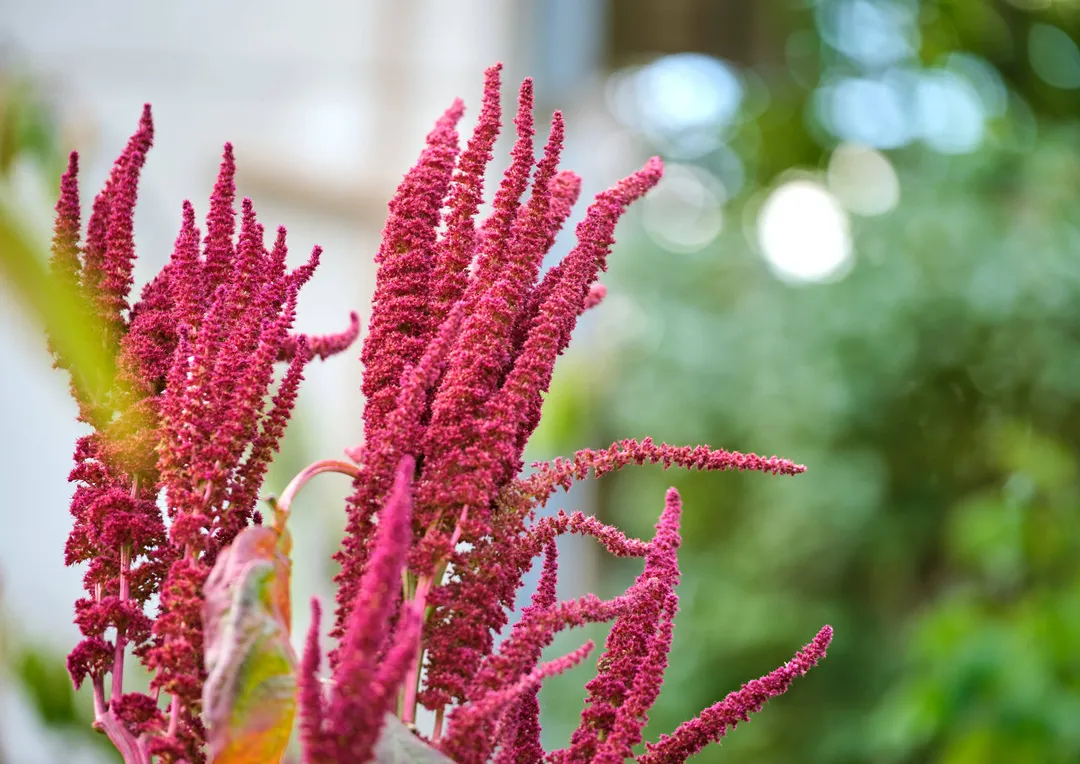 Amaranth Grain - by Food to Live