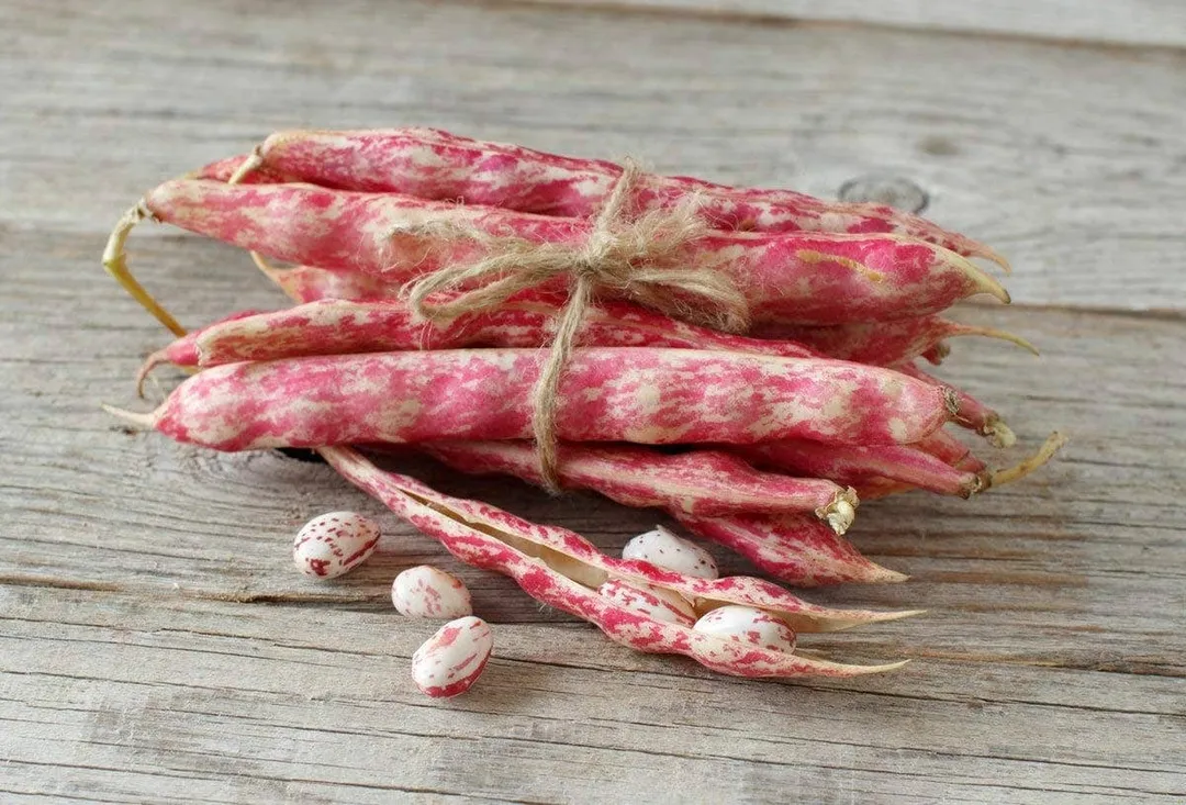 Cranberry Beans - by Food To Live