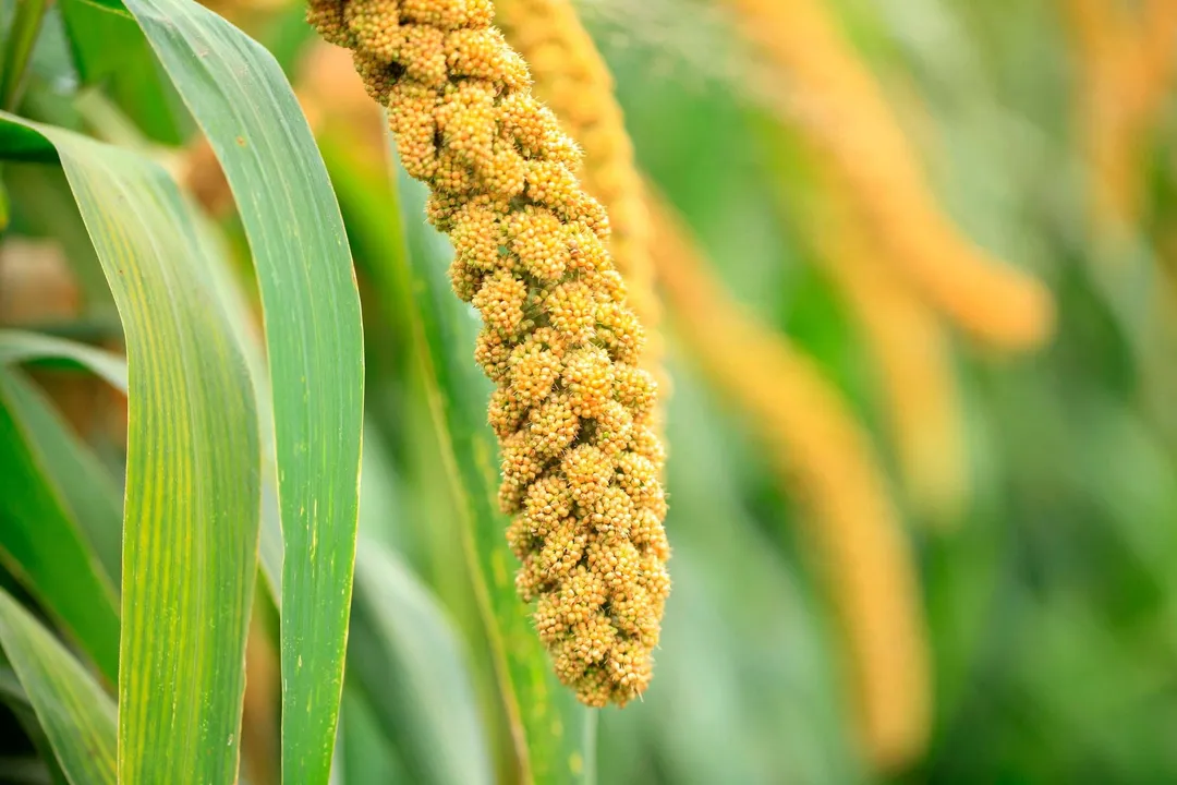 Hulled Millet - by Food To Live