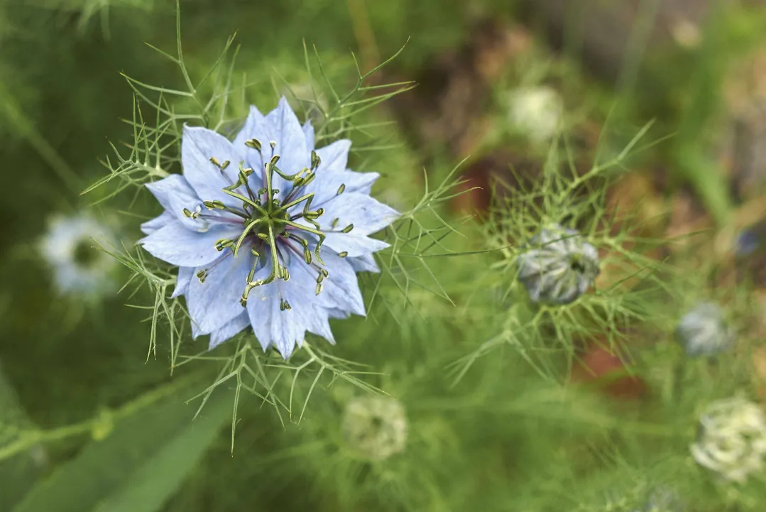 Organic Black Cumin Seeds - by Food To Live