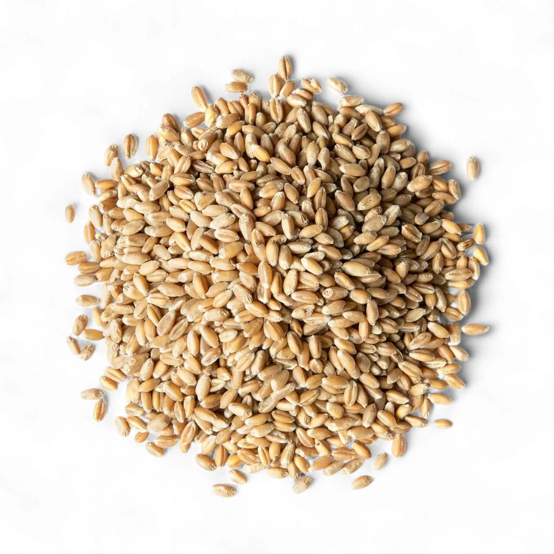 Organic Hard Red Wheat Berries - by Food To Live