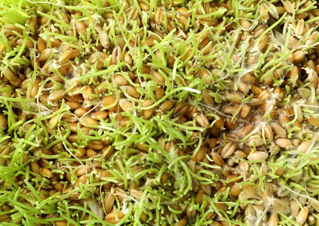 Organic Hard Red Wheat Berries - by Food To Live