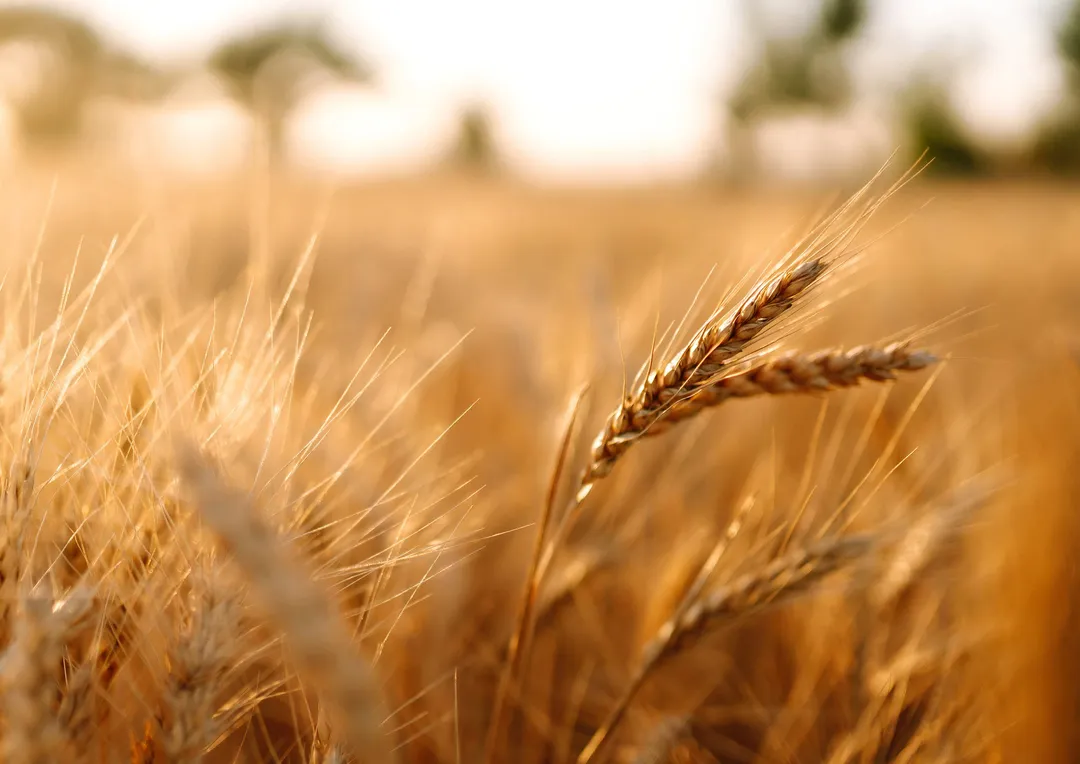 Organic Hard Red Wheat Berries - by Food To Live