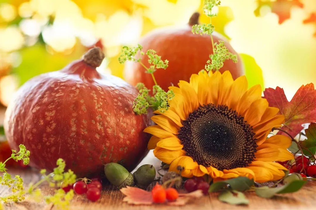 Organic Sprouted Seeds Mix - by Food To Live
