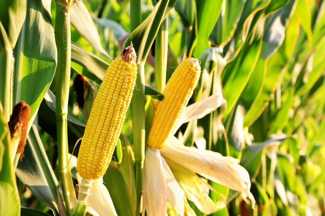 Organic Yellow Whole Corn - by Food To Live