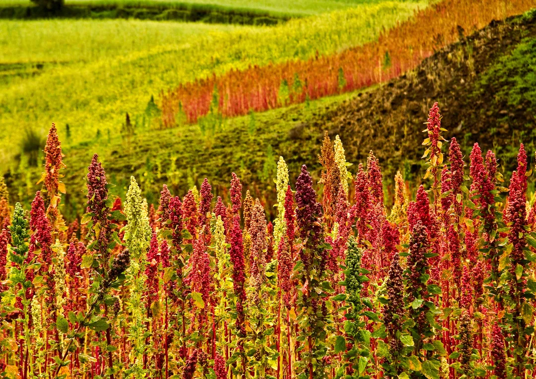 Red Quinoa - by Food To Live