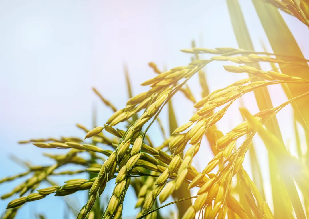 Short Grain White Rice - by Food To Live