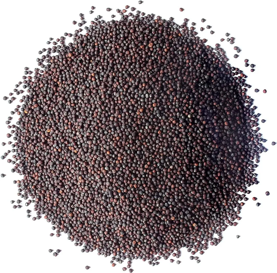 Broccoli Seeds for Sprouting – Kosher, Vegan, Sirtfood, Raw