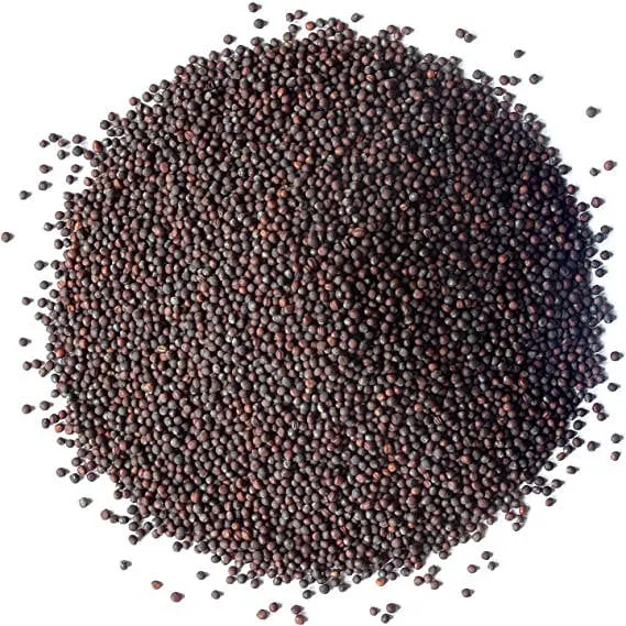 Organic Broccoli Seeds for Sprouting – Raw, Grow Sprouts