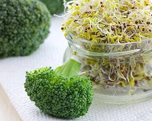 Broccoli Seeds for Sprouting – Kosher, Vegan, Sirtfood, Raw