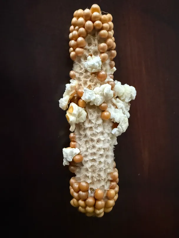 Popping Ear, individual