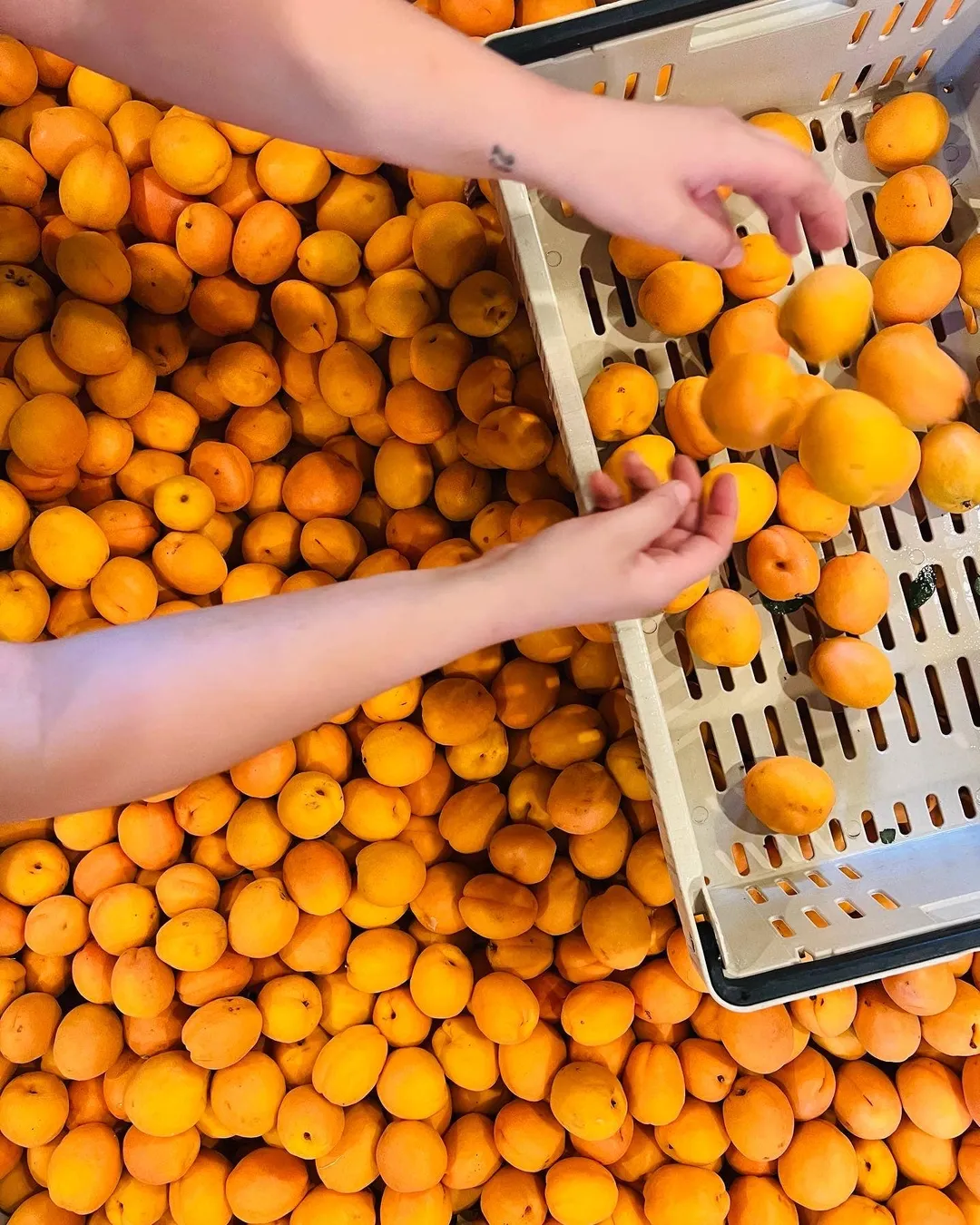 Apricot Shrub 12.7fl oz