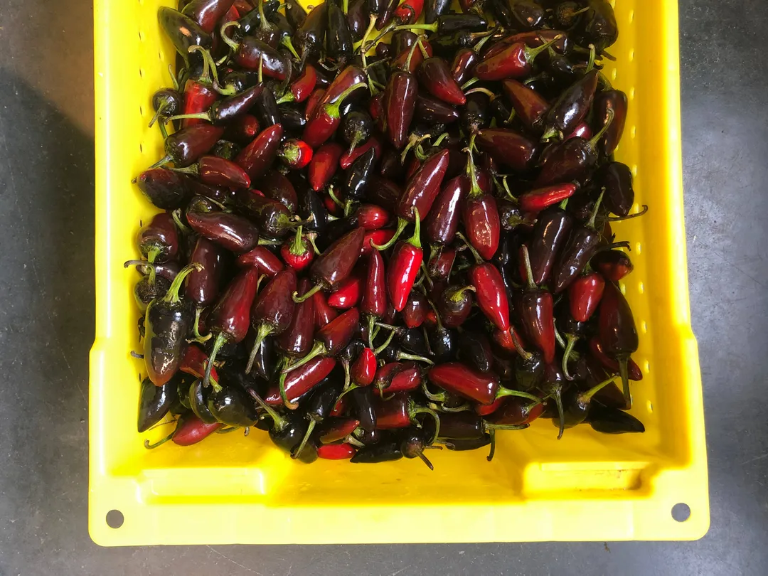 Chef's Gallon: Hot Damn Pepper Jam 150oz