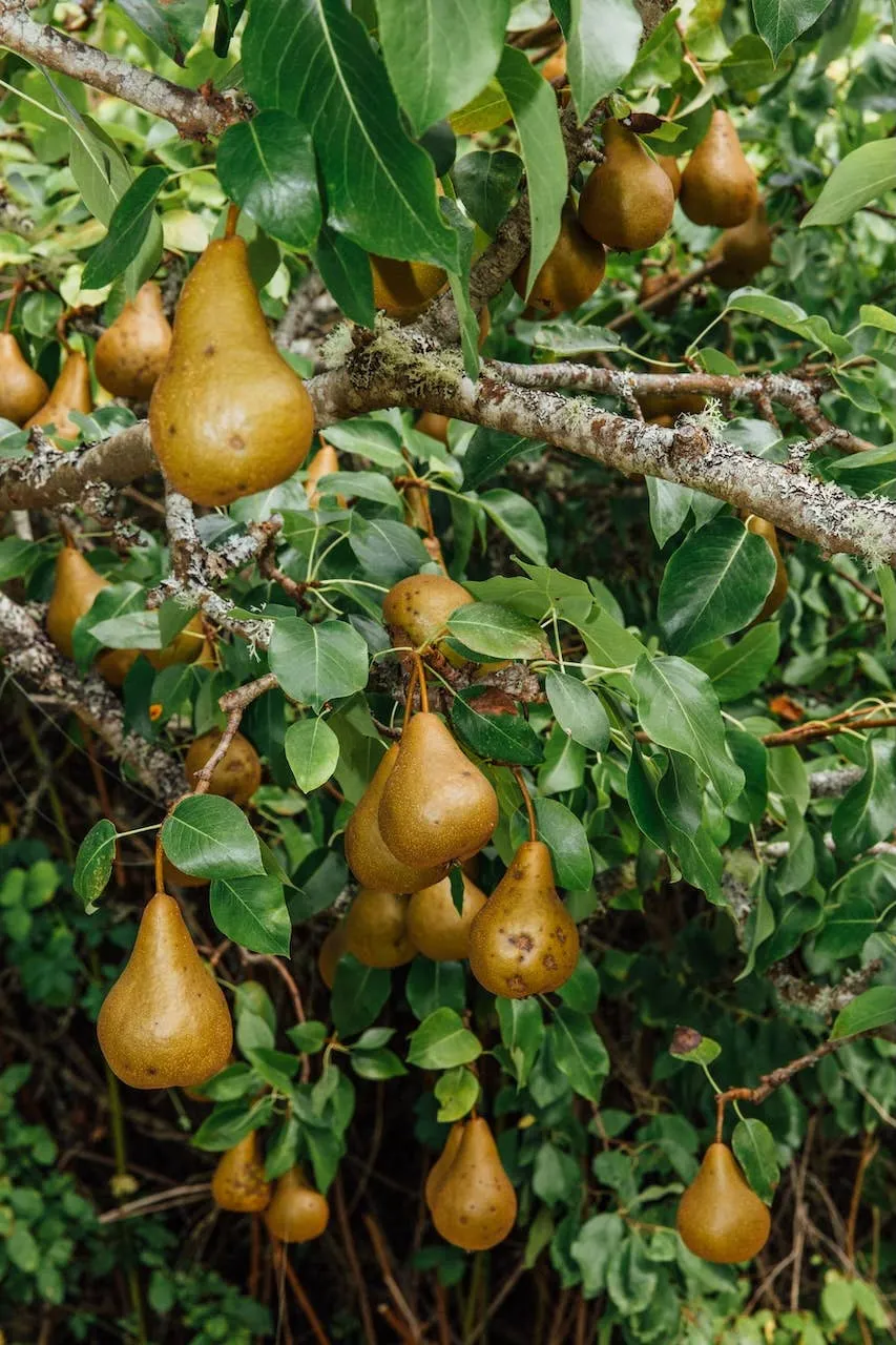 Chef's Gallon: Orange Peppered Pear Spoon Preserves 150oz