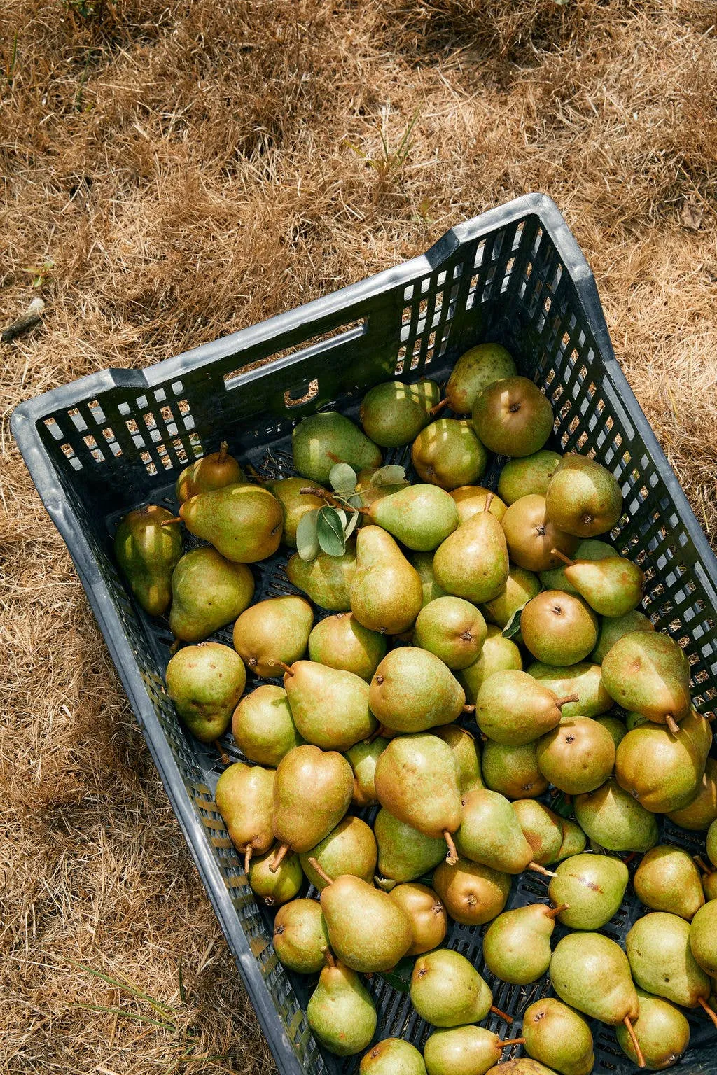 Chef's Gallon: Pear Balsamic Spoon Preserves 150oz