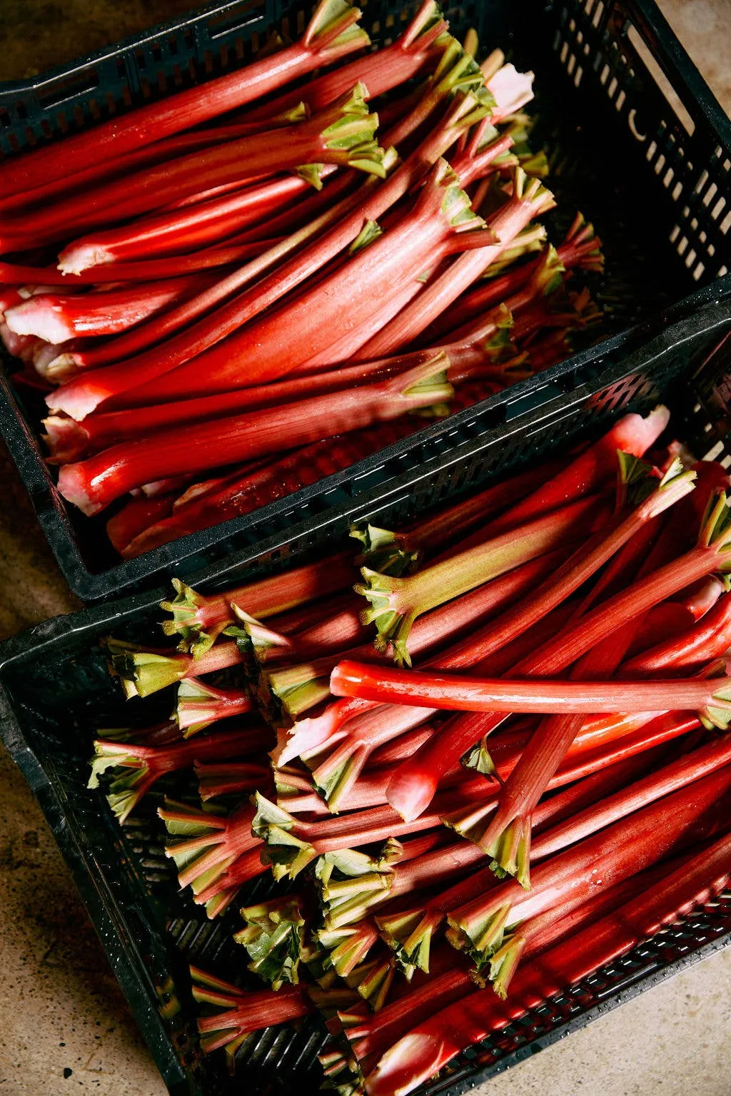 Chef's Gallon: Rhubarb Lavender Spoon Preserves 150oz