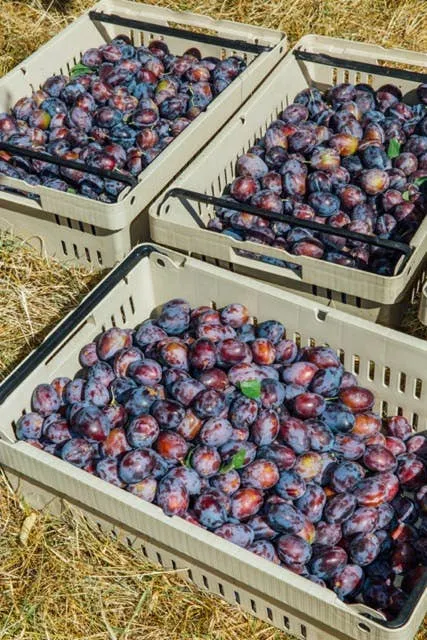 Chef's Gallon: Vanilla Plum Medley Spoon Preserves 150oz